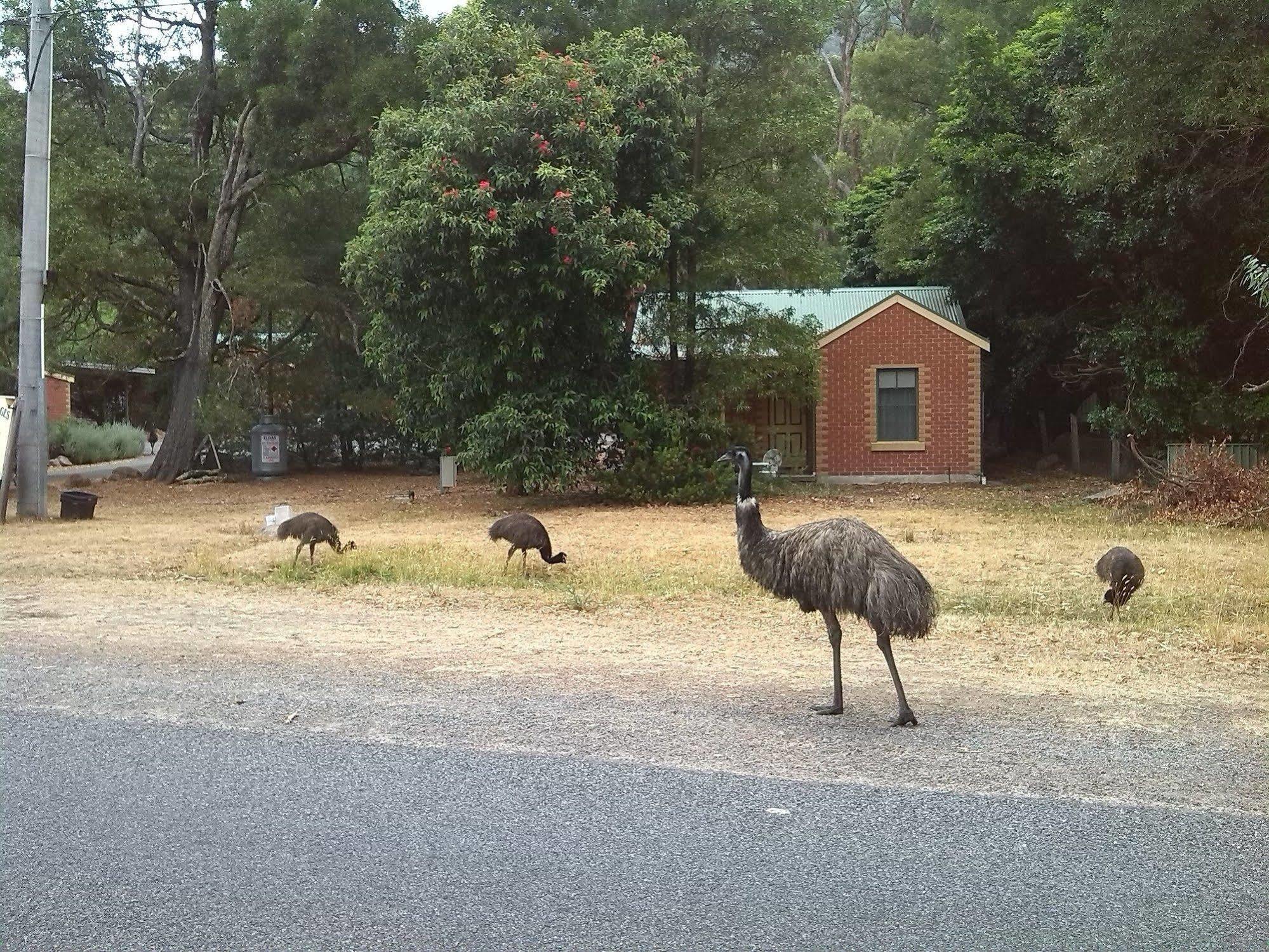 Heatherlie Cottages Halls Gap Exteriör bild